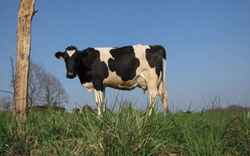 La Journée internationale sans viande célébrée le 20 mars