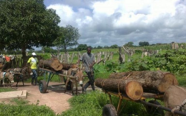 Kolda (Sénégal) peine à vaincre la déforestation