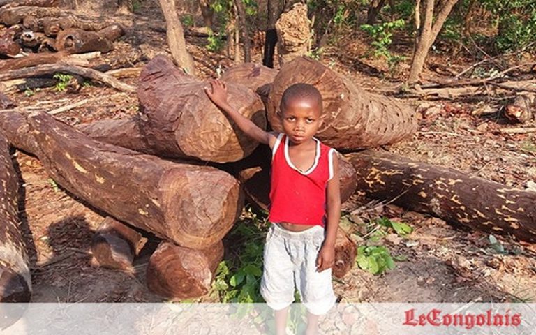 L&rsquo;ONG Global Witness interpelle les entreprises importatrices de bois en RDC