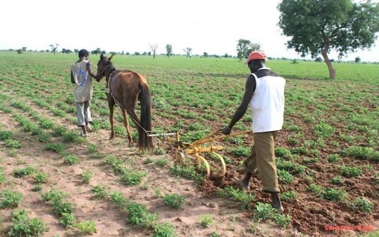 La recherche, un coup de pouce à la transformation agricole au Sahel