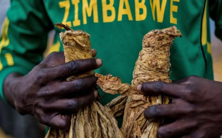 Le Zimbabwe pourrait produire entre 220 000 et 240 000 tonnes de tabac en 2019