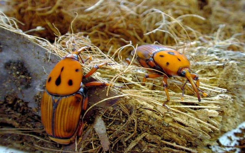Afrique : Le charançon rouge du palmier menace la sécurité alimentaire et les moyens de subsistance
