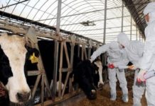 Le cheptel Marocain vacciné contre la fièvre aphteuse, les victimes indemnisées