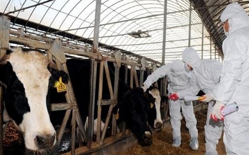 Le cheptel Marocain vacciné contre la fièvre aphteuse, les victimes indemnisées