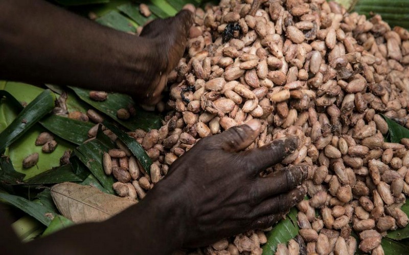 Les fruits de l’« Initiative cacao et forêts » se font encore attendre
