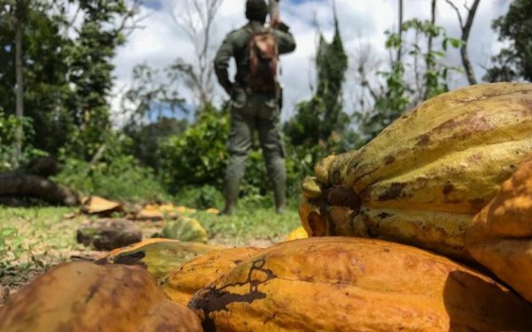 Les plans d’action de Hershey contre la déforestation en Côte d’Ivoire et au Ghana publiés