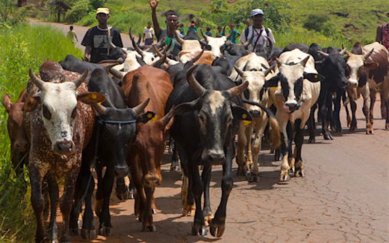 Les zébus Malgaches dotés de puces électroniques dès le 1er avril