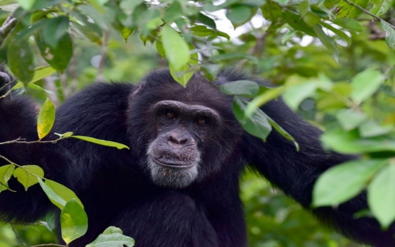 L’homme à l’origine de l’appauvrissement de la diversité culturelle chez les chimpanzés
