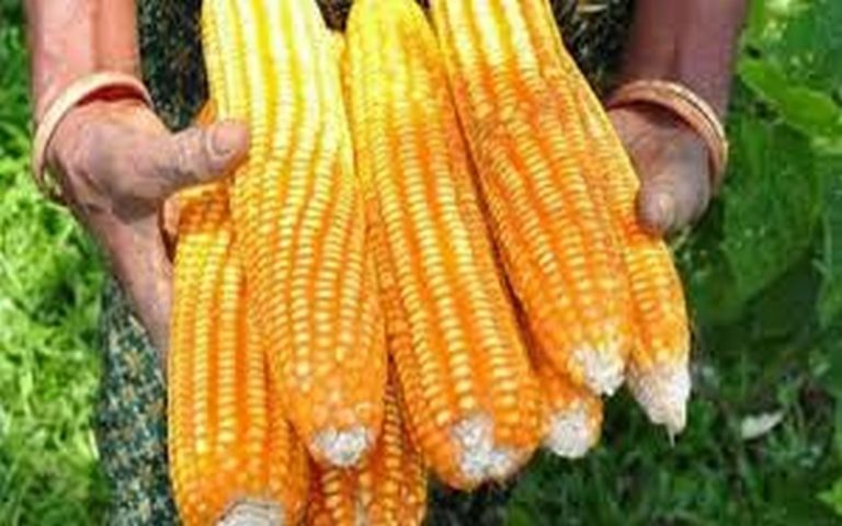 Risque de baisse de la production de maïs en Afrique du Sud en 2019