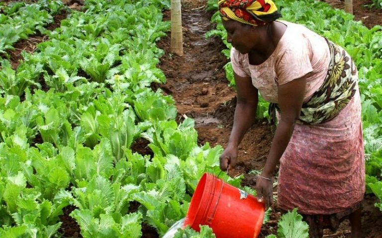 Sénégal : le SARAA se penche sur les pistes de développement de l’agriculture