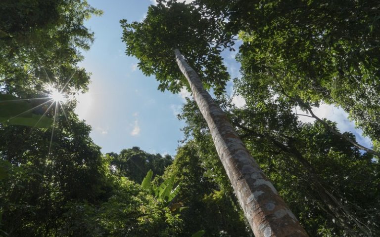Une réunion à Douala (Cameroun) pour la protection des forêts du bassin du Congo