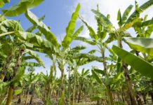 La terre met aux prises les éleveurs nomades et paysans sédentaires au Maroc