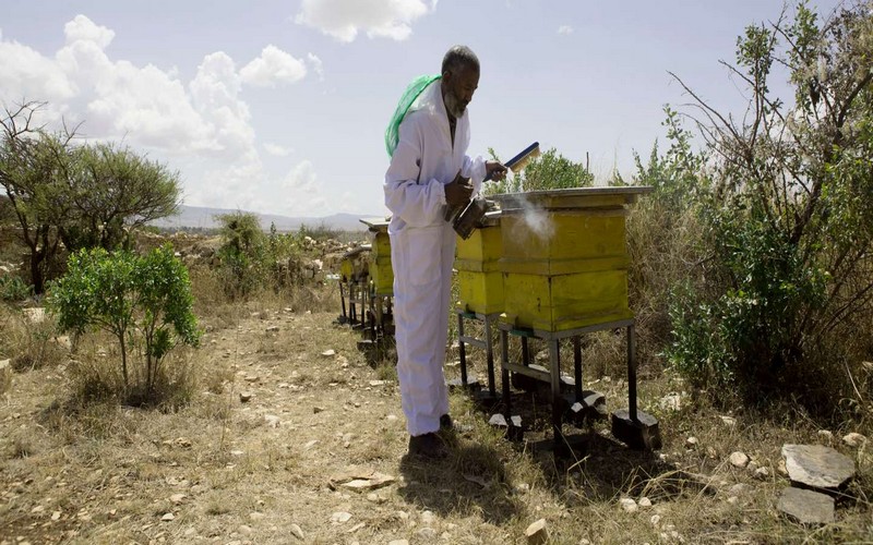 Apiflordev appuie l’apiculture en Afrique pour vaincre la pauvreté