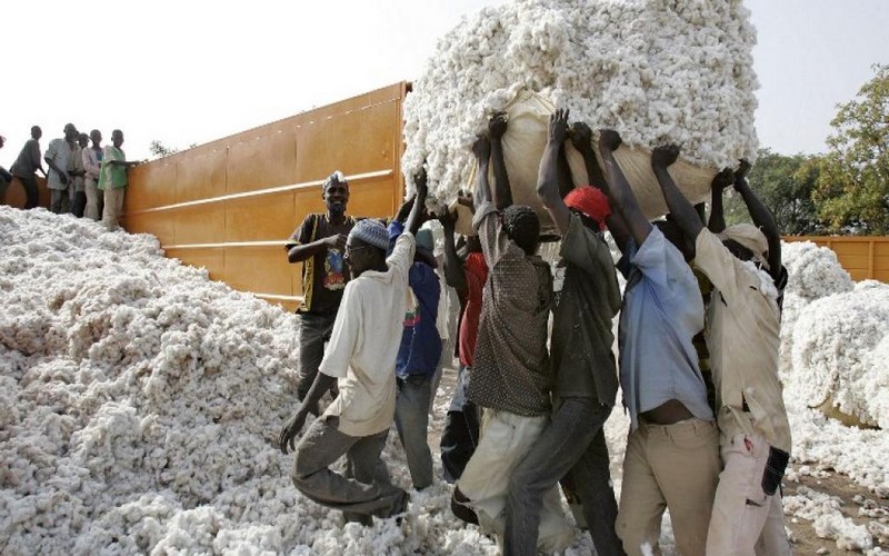 Burkina Faso : la production de coton chute de 29%