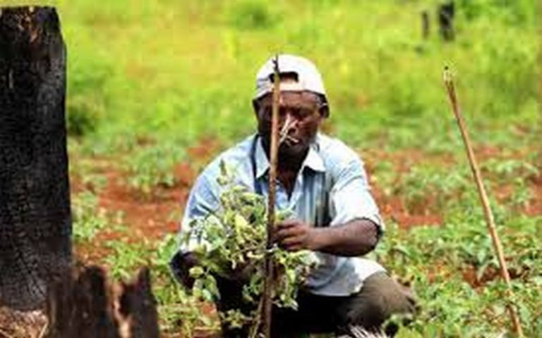 Congo : les difficultés des petits agriculteurs du Pool mises en exergue