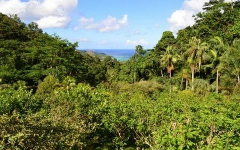 Gestion des forêts et production de bioénergie : la FAO appuie les Seychelles