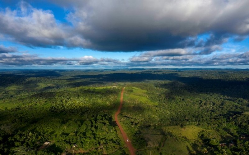 Global Forest Watch s’alarme de la disparition ascendante des forêts tropicales
