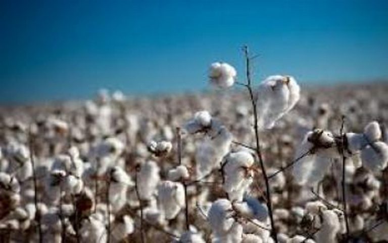 Hausse de la production de coton en Afrique de l’Ouest