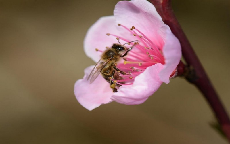 IPBES : un nouveau rapport sur les changements de la biodiversité présenté à Paris