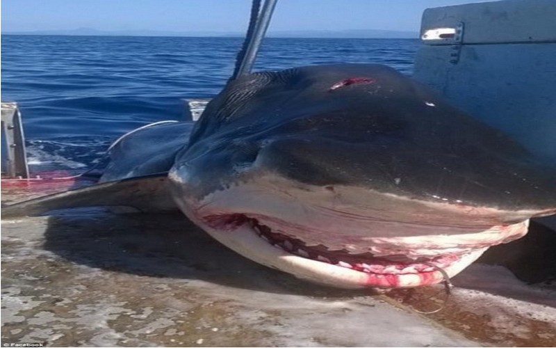 Insolite : un énorme requin qui venait d’en avaler un autre pêché
