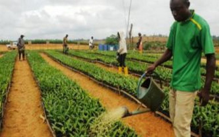La jeunesse d’Afrique centrale intégrée dans les chaînes de valeur agricoles ?