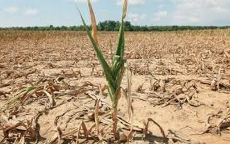 La sécheresse accusée de plomber les perspectives de croissance au Kenya