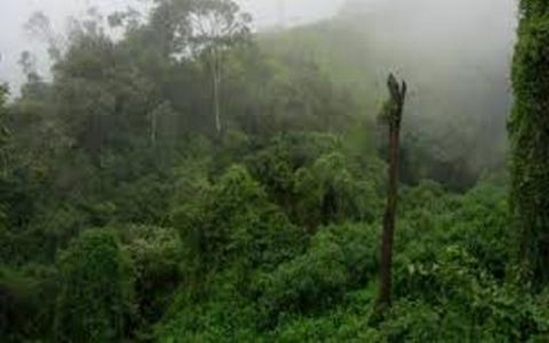 Le Congo envisage le reboisement de plus de dix mille hectares de forêts