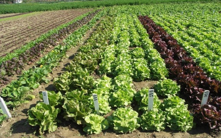 Le Gabon compte réduire de 50% les importations alimentaires d’ici à 2023