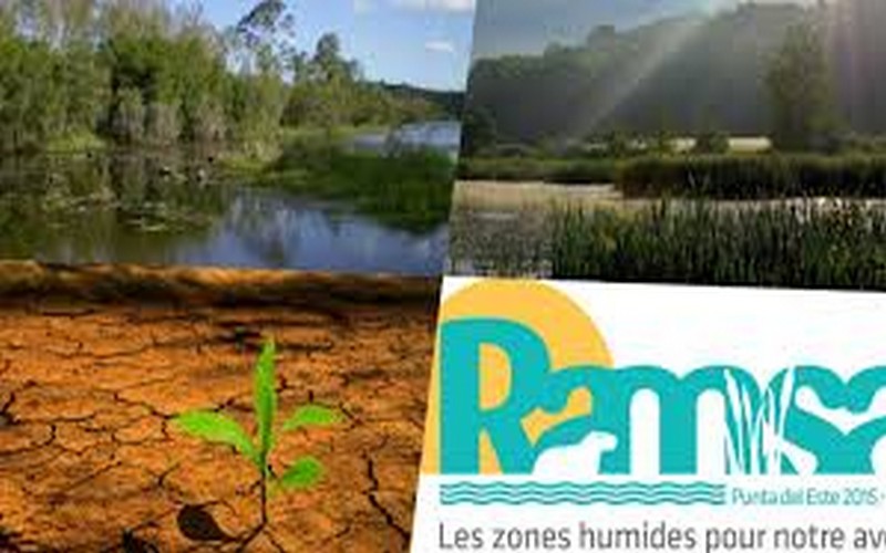 Les chercheurs misent sur la protection des zones humides pour atténuer le climat