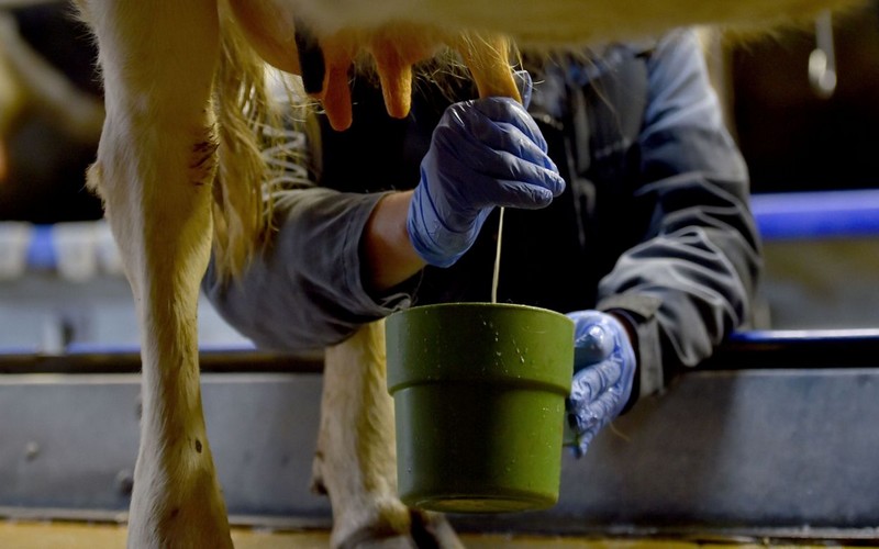 Les éleveurs laitiers africains et européens s’insurgent contre la surproduction