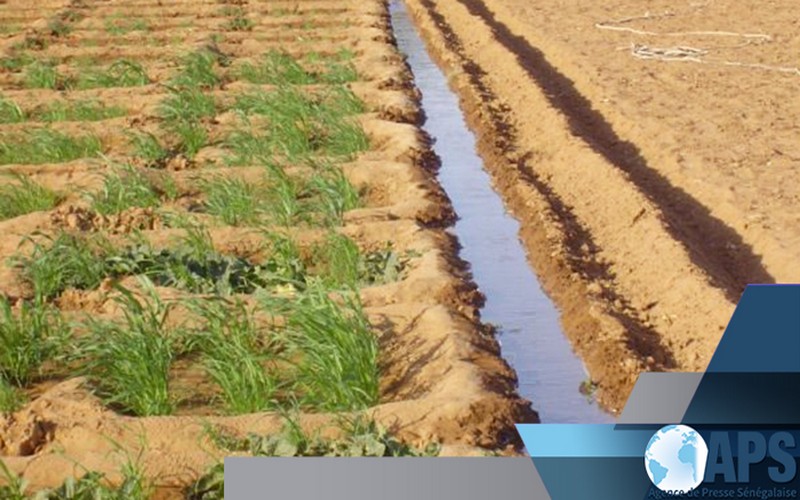 L’ONG SOS Sahel compte restaurer 360 mille hectares de terre en Afrique « d’ici à 2024 »