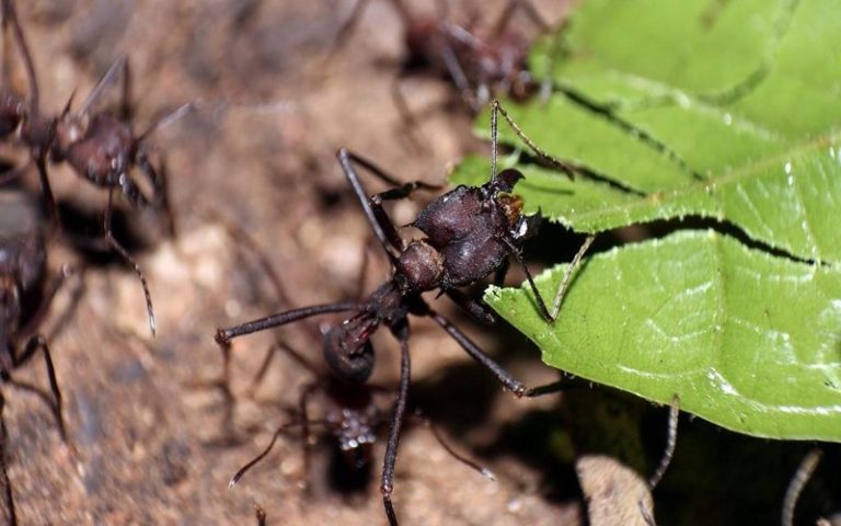 L’ONU alerte que près d’un million d’espèces pourraient être menacées d’extinction