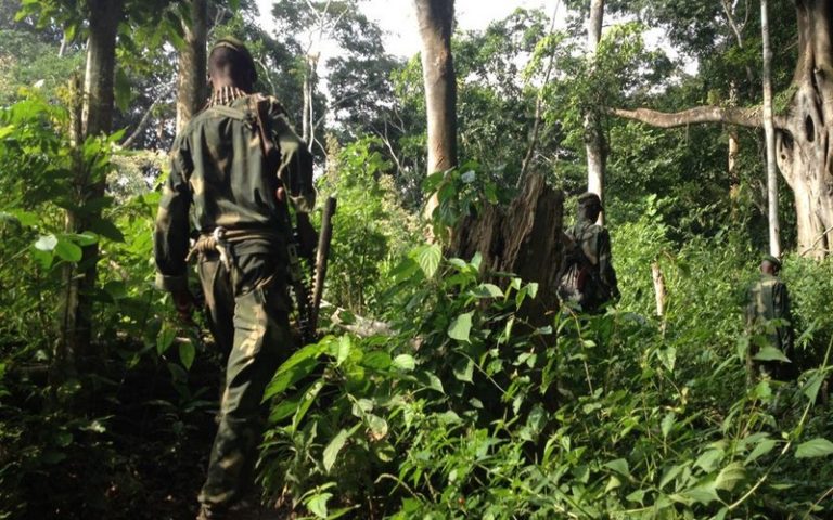 RDC : des bûcherons chinois et congolais arrêtés pour exploitation illégale de forêt