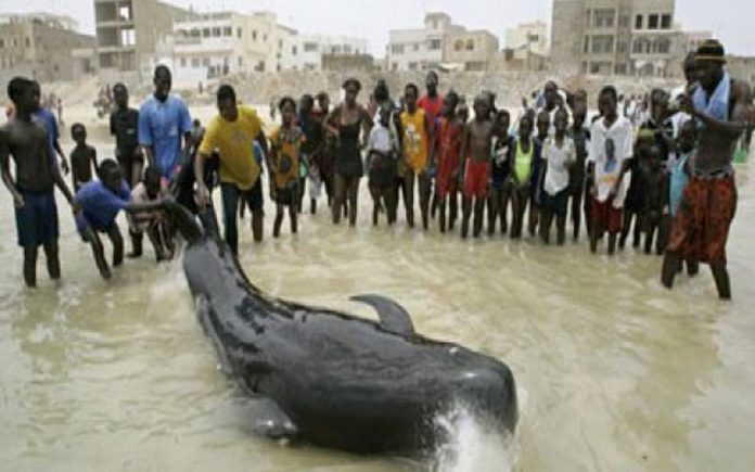 Sénégal la baleine échouée sur la plage, sauvée de justesse