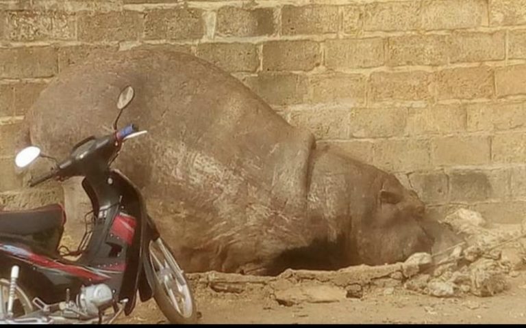Sénégal : un hippopotame abattu à Kédougou, l&rsquo;opinion dénonce