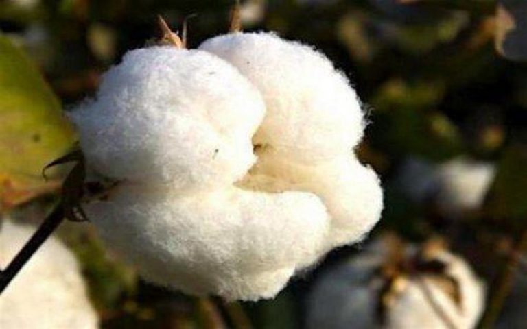 Les cultures de coton menacées par un nouveau parasite au Sénégal, les agriculteurs inquiets