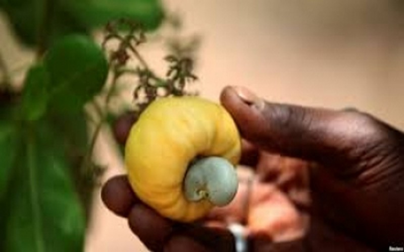 Agriculture : le premier rapport de la FARM dégage les grands défis à relever