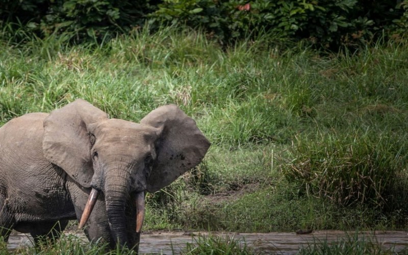 Chute du braconnage en Afrique, les éléphants toujours menacés de disparition