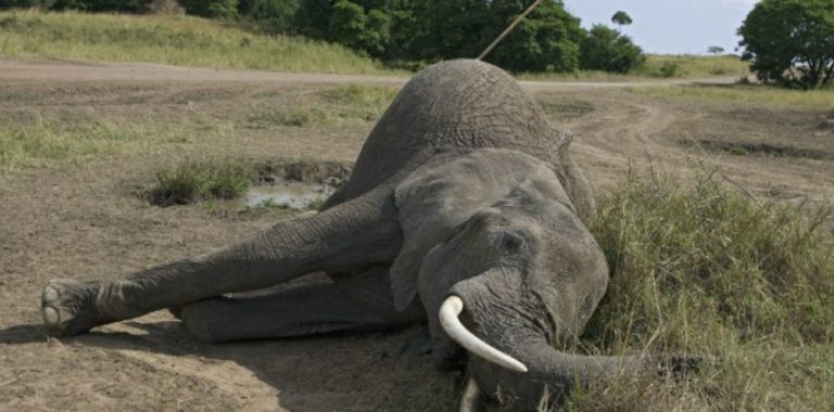 Disparition accélérée des espèces, de l’importance de restaurer la biodiversité
