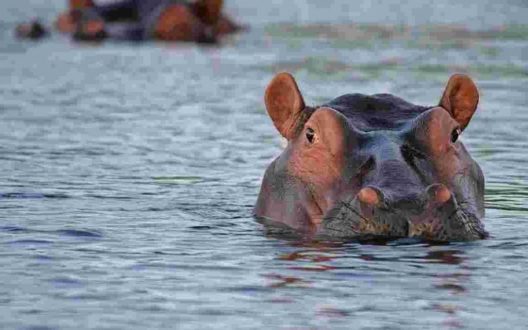 En Afrique, les lacs et les rivières sont régis… par les crottes d&rsquo;hippopotames