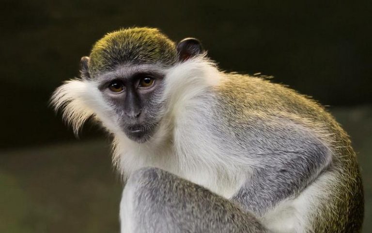 Face aux drones, des singes d&rsquo;Afrique se trouvent un cri inédit et en partie inné