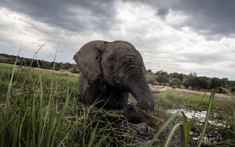 La chasse aux éléphants de nouveau autorisée au Botswana