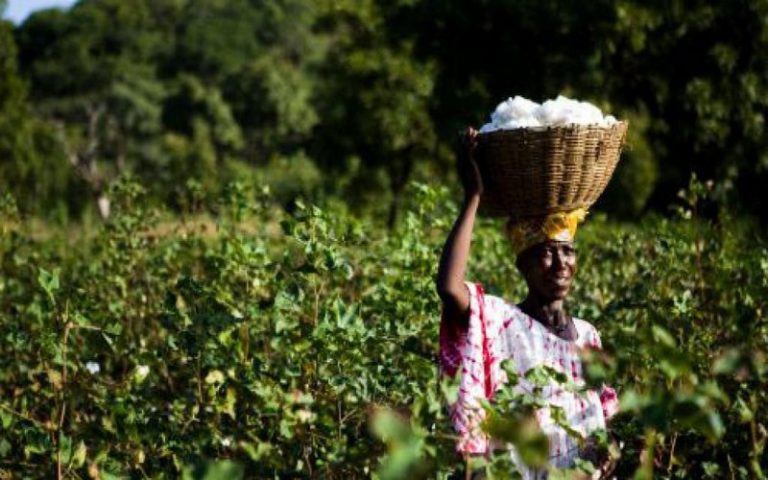 La distribution de graines de coton importées suspendue au Tchad