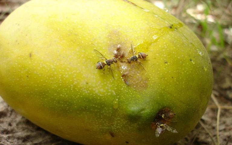 La mangue ouest africaine menacée par la mouche