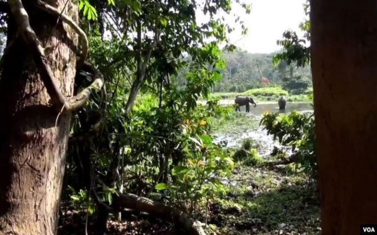 Le Gabon promet des « peines exemplaires » contre des voleurs du bois précieux
