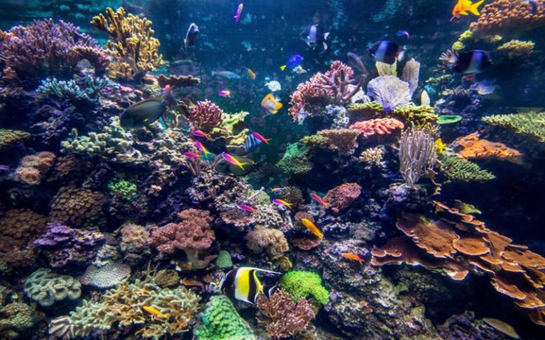 Le rapport de l’IPBES sur l’état de la biodiversité dans le monde à la Une des journaux