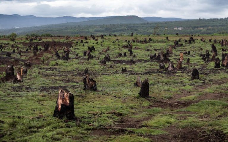 Les méfaits de la déforestation décryptés par les journaux