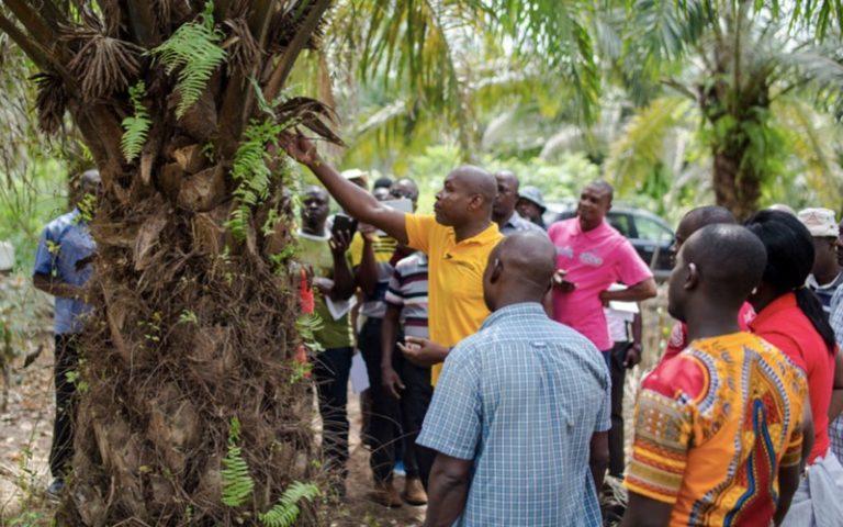 L’APOI salue les avancées notées dans la filière huile de palme en Afrique occidentale et centrale