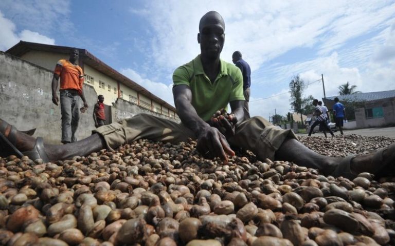 L’Afrique de l’Ouest sous le diktat de la chute du prix de la noix de cajou