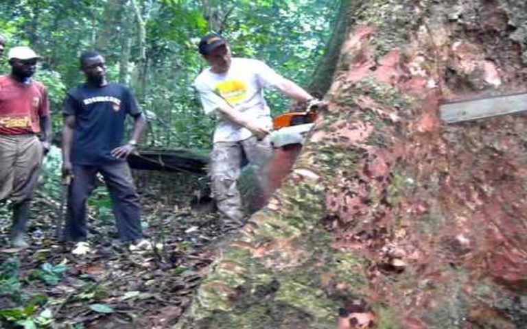 L’Afrique entre abattage des arbres et urbanisation décriée
